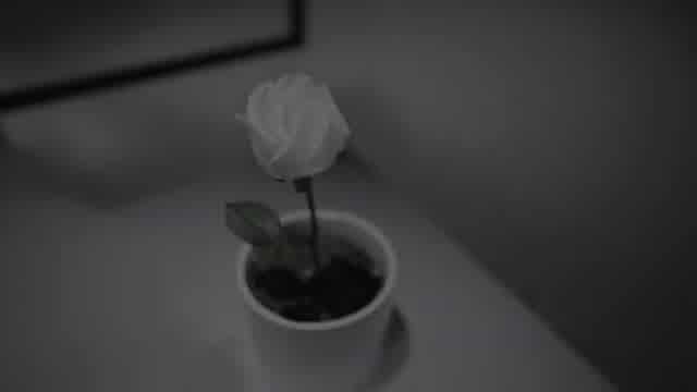 حامیم به نام رز سفید