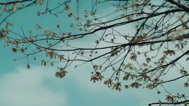 مسیح و آرش AP به نام شاخه نبات