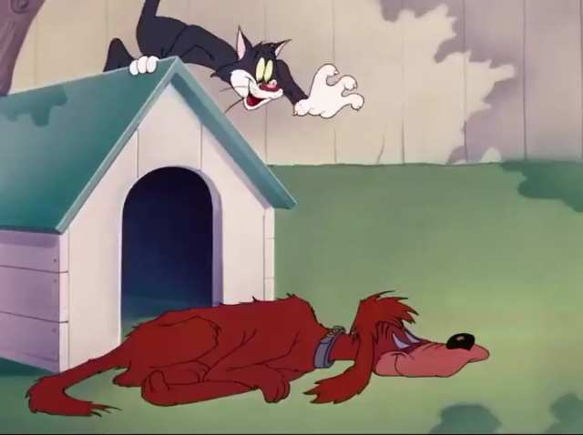 tom